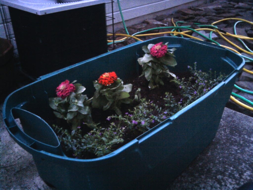 We filled a huge storage bin with potting soil and planted Mexican heather and zinnias