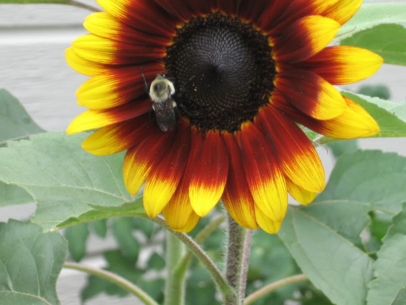 Sunflower container gardent