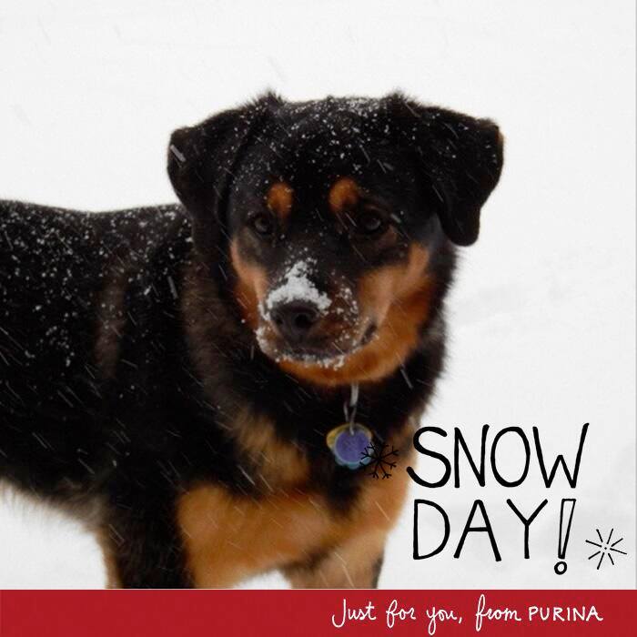 This is a great photo of Flower, who loves the snow. She loves eating the snow, hence the smudge on her nose. The cool thing about this photo is that I tweeted out the original and the dog food company Purina's twitter account picked it up. They made this graphic for me and tweeted it back out. Brilliant social media strategy on their part and now I have a great picture of my dog! 