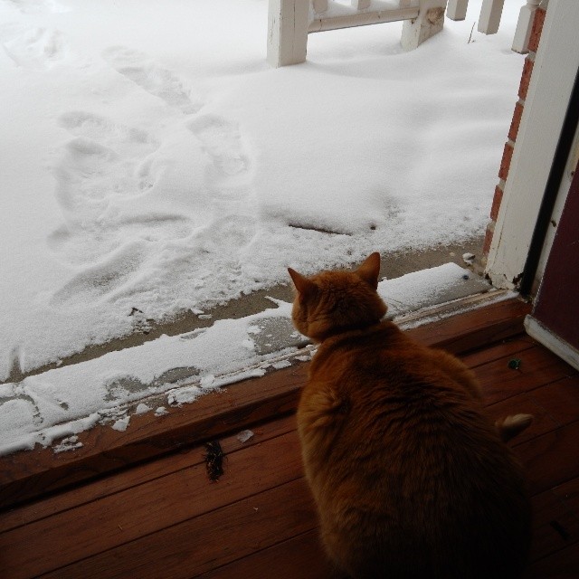 This is the only cat/snow related pictures we have. Neither one was real keen on going out in the white cold stuff. I think they remembered it from Bentonville and were annoyed that we humans brought it with us to Elkins. HA! 