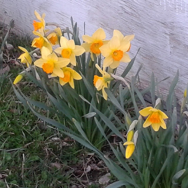 These daffodils come up next to our shed in the backyard. So pretty! 