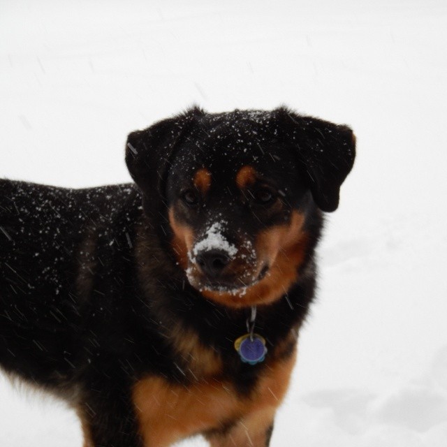 This is pretty much my favorite picture of all of them. Flower loves the snow! This was taken December 6, 2013. 