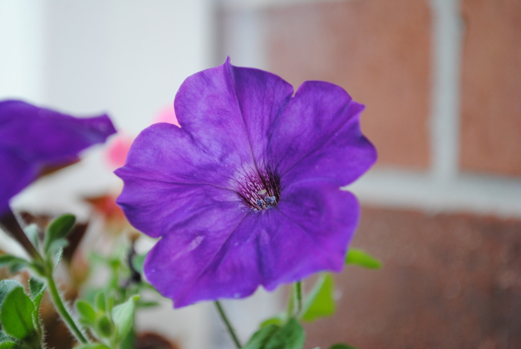 These flowers are right outside my front door. I love petunias! 