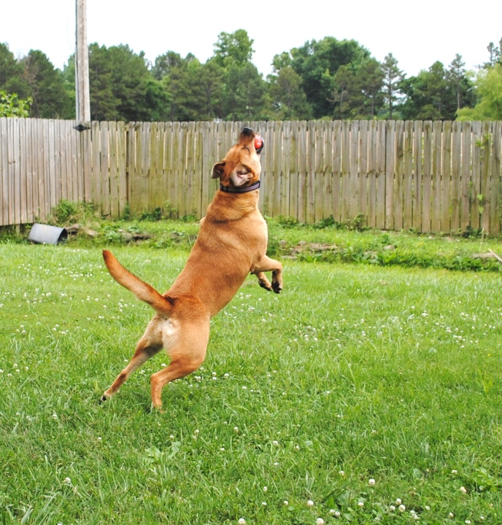 Jazzy is our Black Mouth Cur mix and she's a powerhouse! I love this shot of her leaping in the air to catch a ball. 