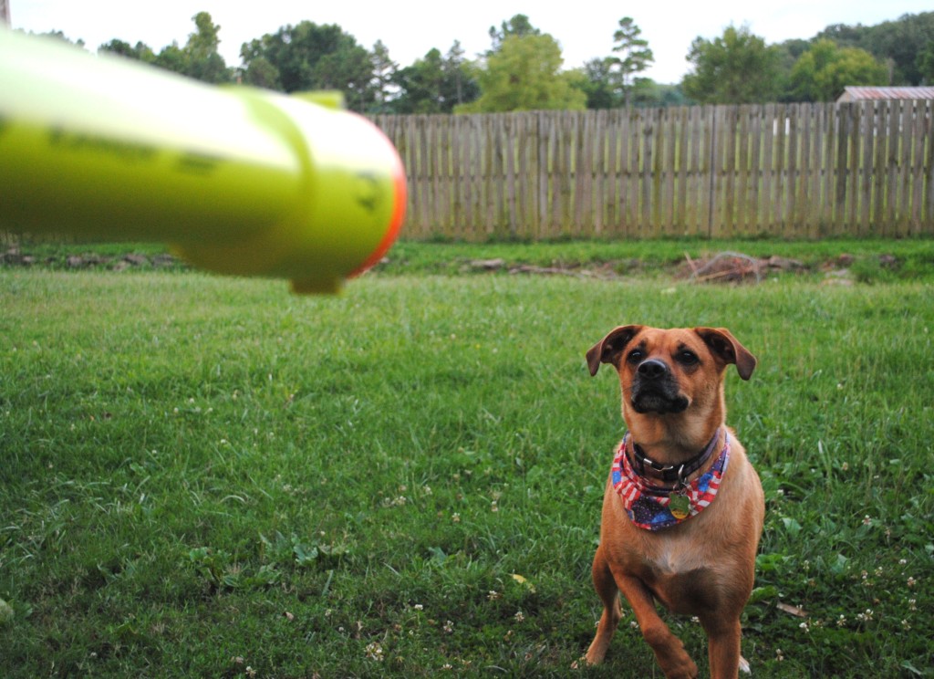 I promise that K-9 cannon is not pointed at Jazzy's head! That dog loves to play fetch and I try to get some break time to spend with her doing just that. Flower isn't a fetcher type dog but she loves having us out in the backyard to play around with, too. 