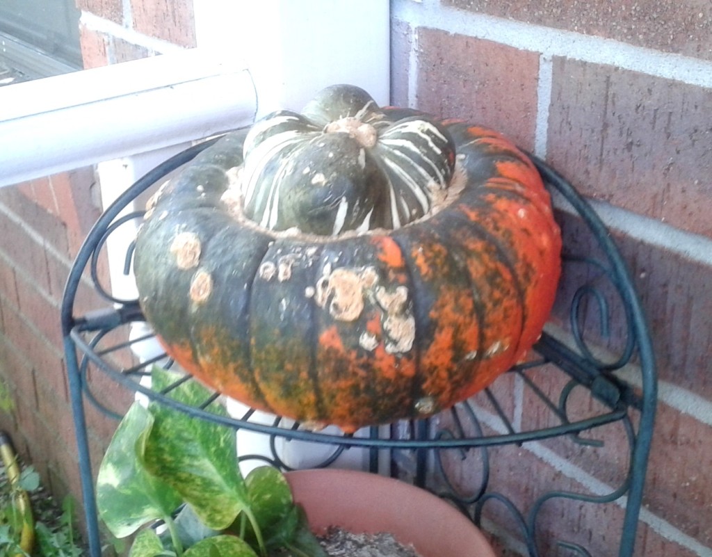 OK, OK. This isn't a pumpkin. It's a Turkish Turban Squash. But it looks cool doesn't it? 
