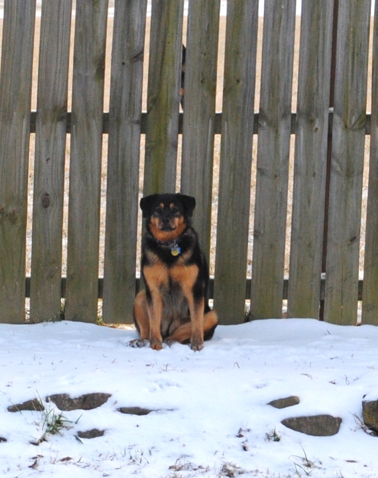 Flower loves to supervise us from the back fence where she can see anywhere in the yard. She does this in all weather! 