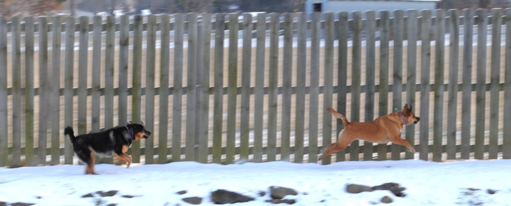 The neighbors' dog decided to come to the fence to play so both dogs went nuts running along the fence. 
