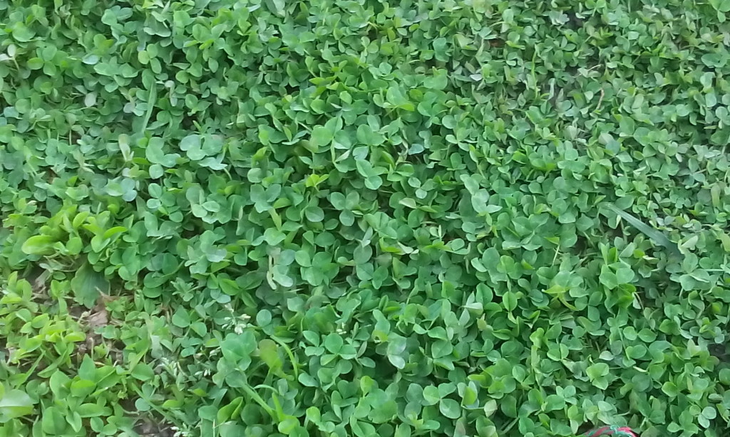 One quick note about your yard: be aware of ground-dwelling pests like ground-dwelling wasps. They love clover patches like this. We had to take Flower to the vet a couple of years ago because she got stung about four times in the snout when she discovered a wasp nest. 