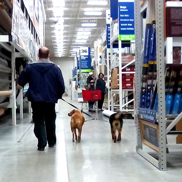 We went to Lowe's a few weeks ago to get things for the house and yard. Most Lowe's let you bring well-behaved, leashed dogs to the store. The #Smithpuppies love visiting Lowe's! They always get lots of attention. 