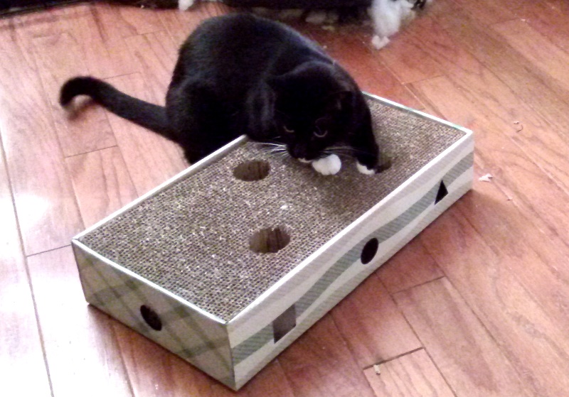 This was the night she figured out there was a smelly and loud ball underneath her scratcher. It only took her a few minutes to learn how to completely remove it. 