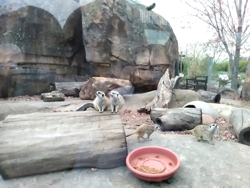 Not sure why I was drawn to the meerkats but they were hilarious to watch! Several climbed on this log to pose. 